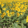 Campo di Girasoli in Borgogna