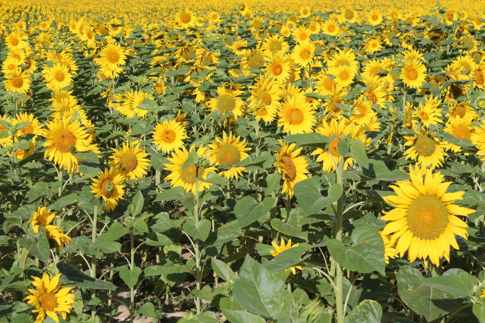 Campo di Girasoli in Borgogna