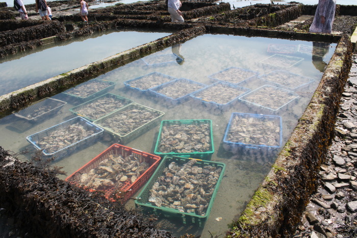 Cancale, allevamento di ostriche