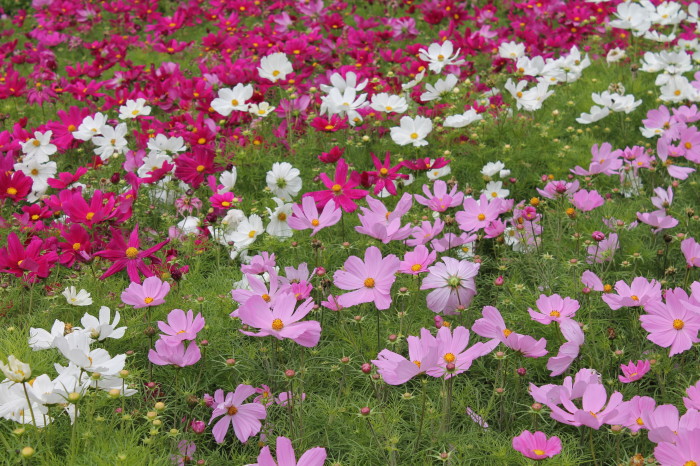 Dublino, prato fiorito a St. Patrick's Cathedral