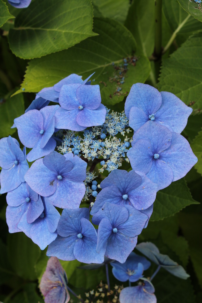 Killarney, Muckross House
