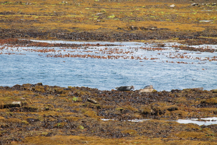 Isole Aran, Inis Mór, foche sulla spiaggia
